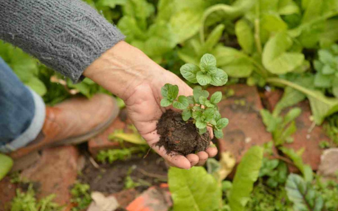 Şehirde Tarım: Dikey Çözümlerle Verimli Hasat