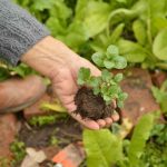 Şehirde Tarım: Dikey Çözümlerle Verimli Hasat