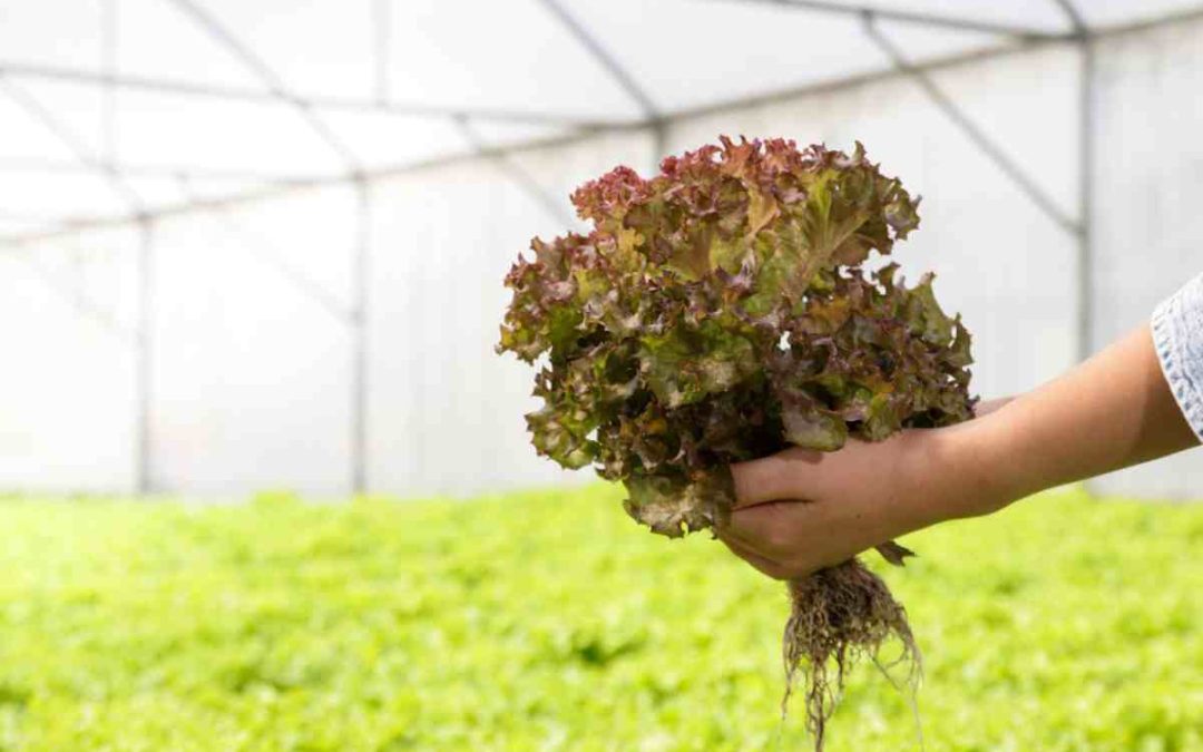 Plantet ile Şehirde Verimli Topraksız Tarım