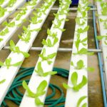 Plantet ile Evde Taze ve Organik Sebzeler Yetiştirin